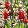 つかの間の晴れ間に・・輝くチューリップ