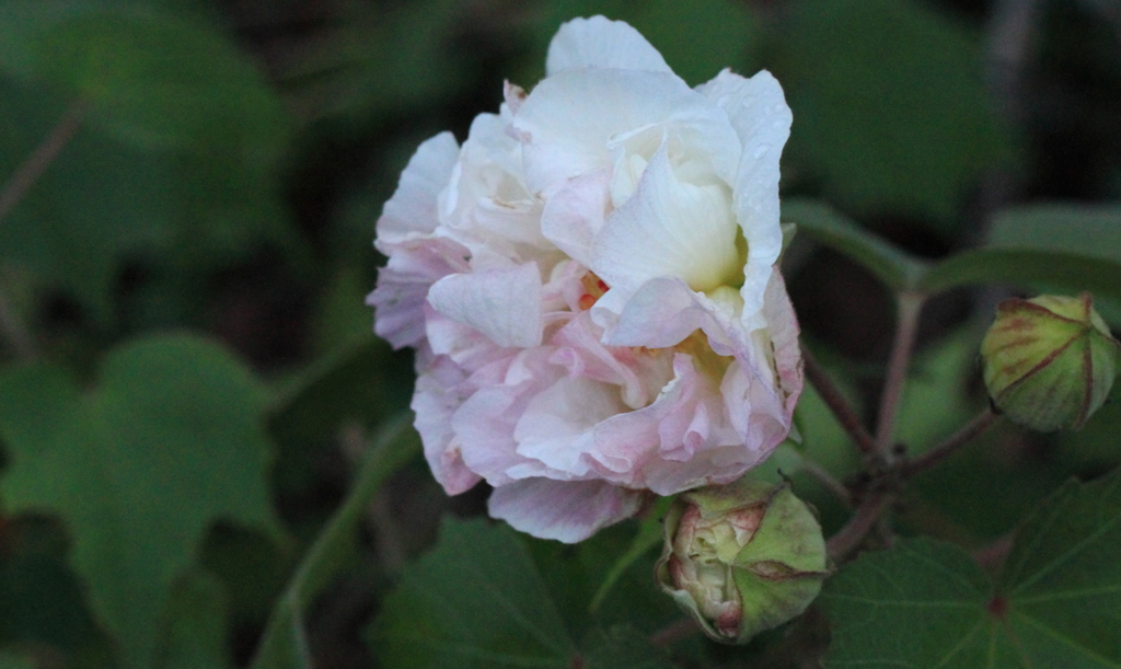 咲いて儚い酔芙蓉
