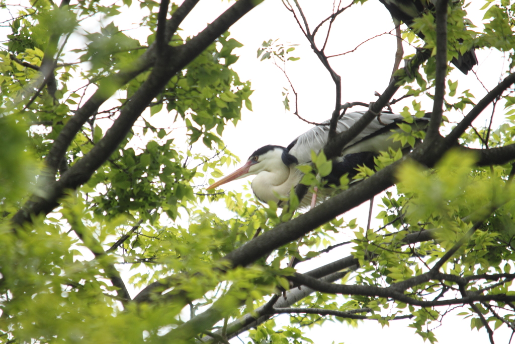 小枝運び一休み