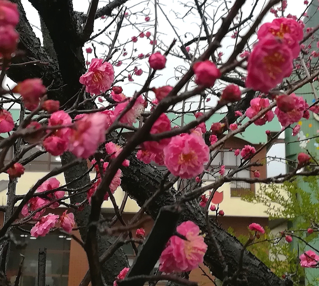 雨の中の紅梅
