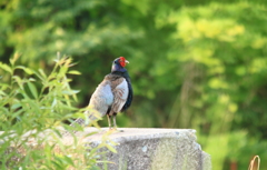 ワ～イ・・今朝は成功～雉さんいてくれて有難う(^'^)