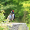 ワ～イ・・今朝は成功～雉さんいてくれて有難う(^'^)