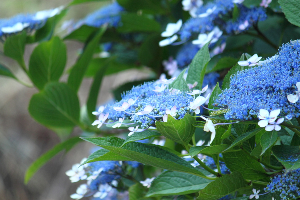 紫陽花散歩１