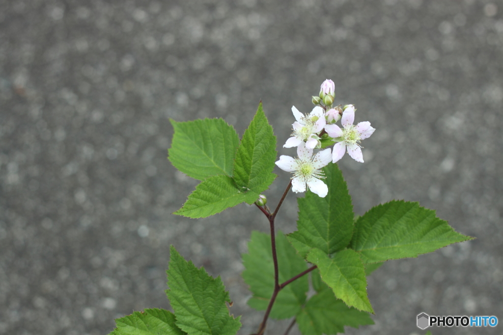 ブラックベリーの花