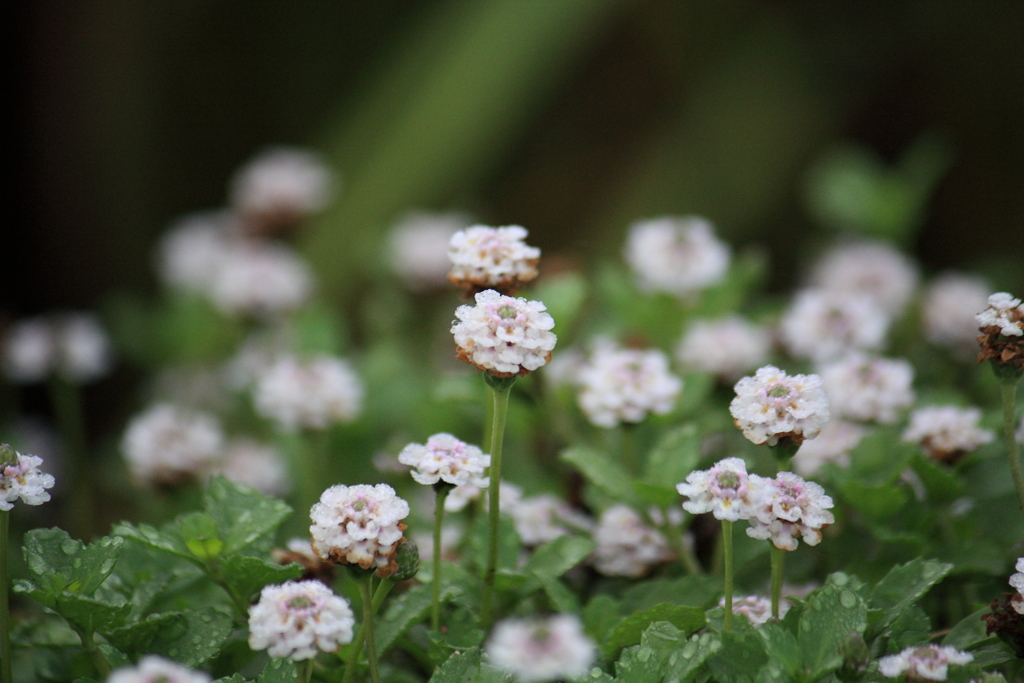 野の花