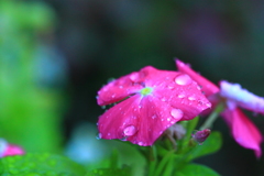 雨にも負けず頑張り屋さん＾＾