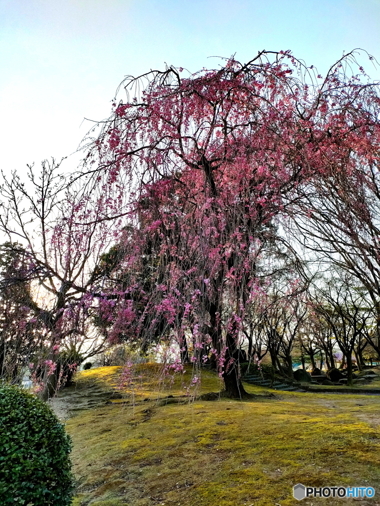 枝垂れ桜