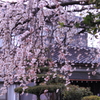 公園しだれ桜