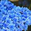 紫陽花　２