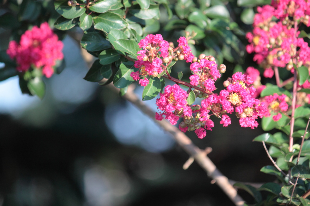 かわいい百日紅に元気を頂く　＾＾