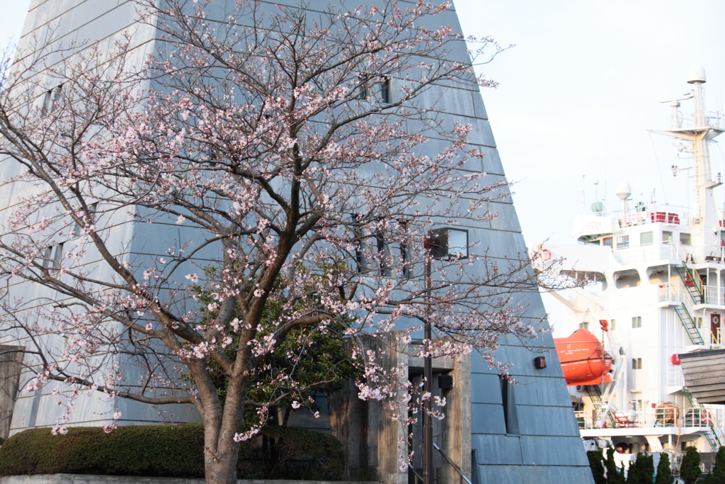 早朝散歩で花見