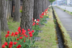歩道脇の愛嬌　チューリップ
