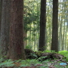 眼目山　立山寺・・竹藪