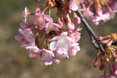 晴天の日曜日・・河津桜三昧