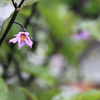 ナスビの花