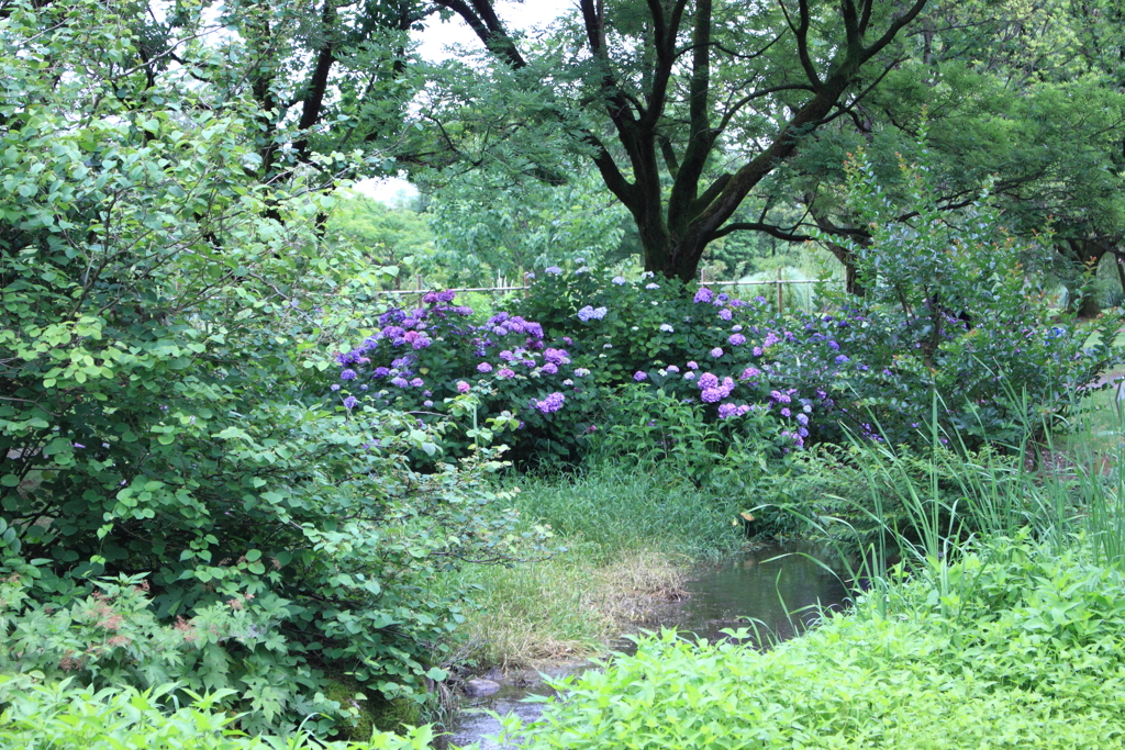 紫陽花の季節・・園内模様