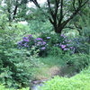 紫陽花の季節・・園内模様