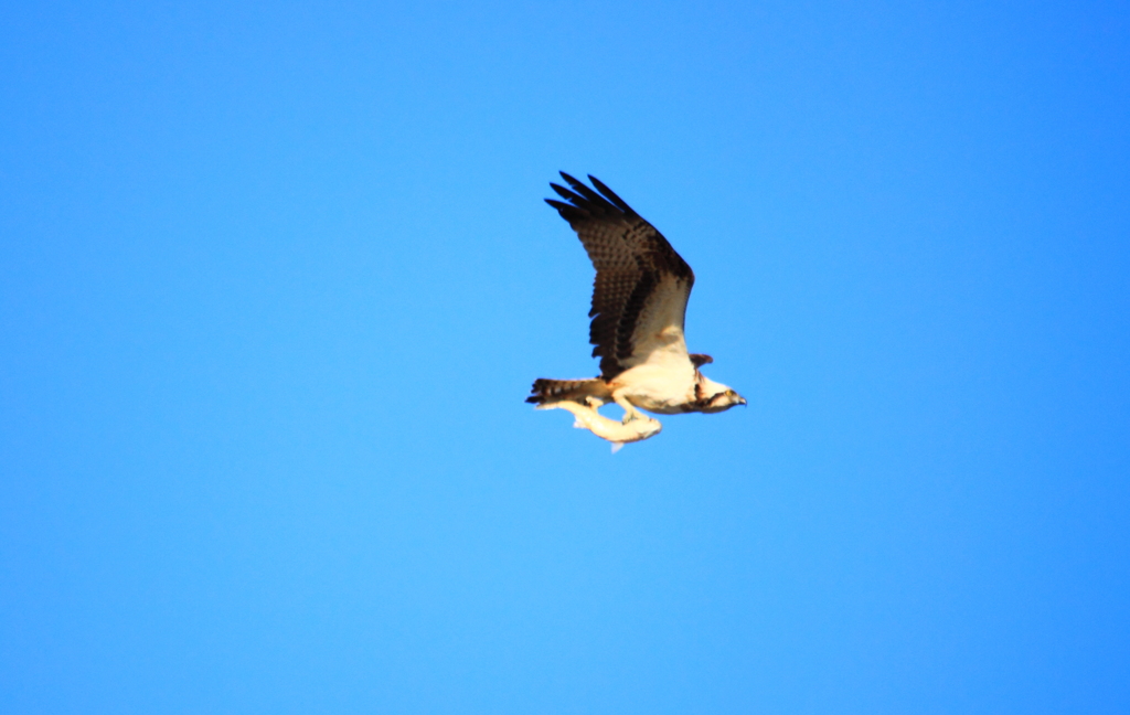 お魚ゲットして悠々と