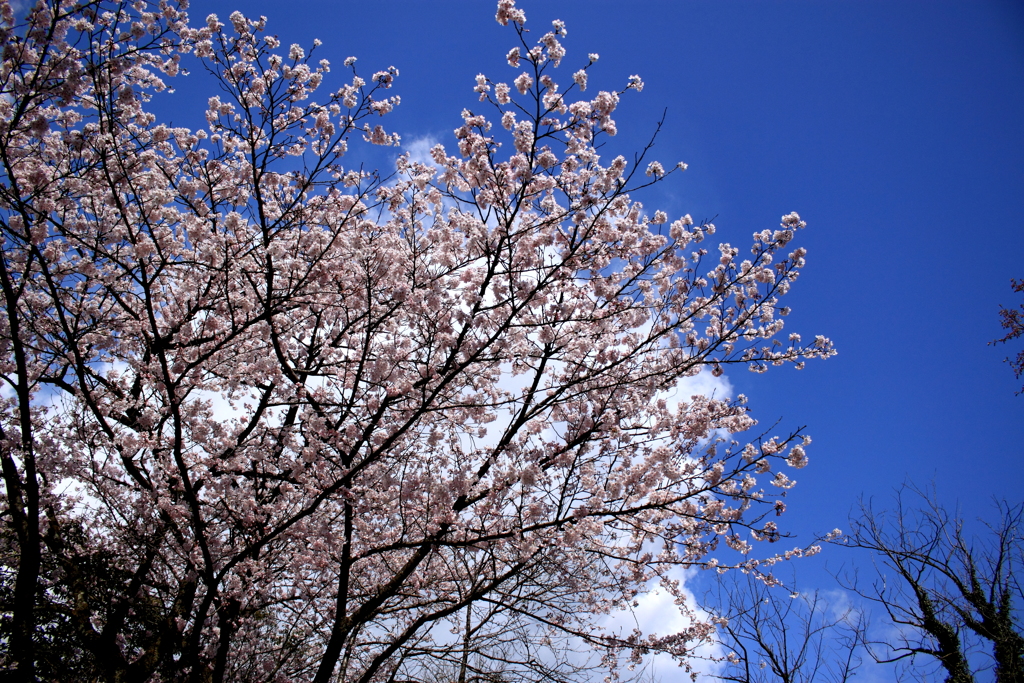 最高の桜日和
