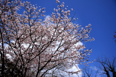 最高の桜日和