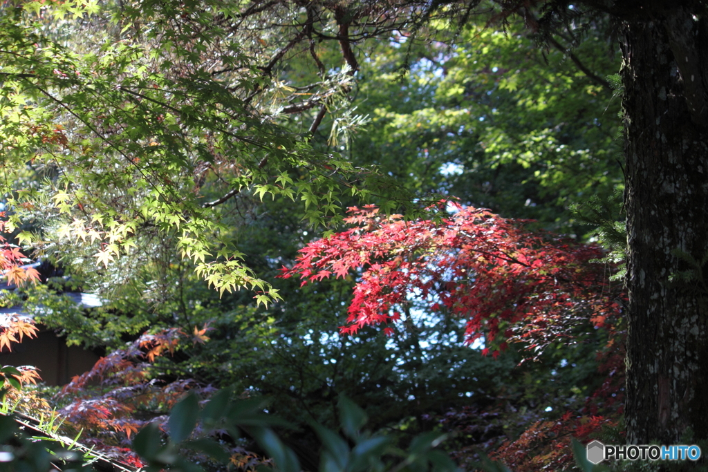 呉羽山　紅葉