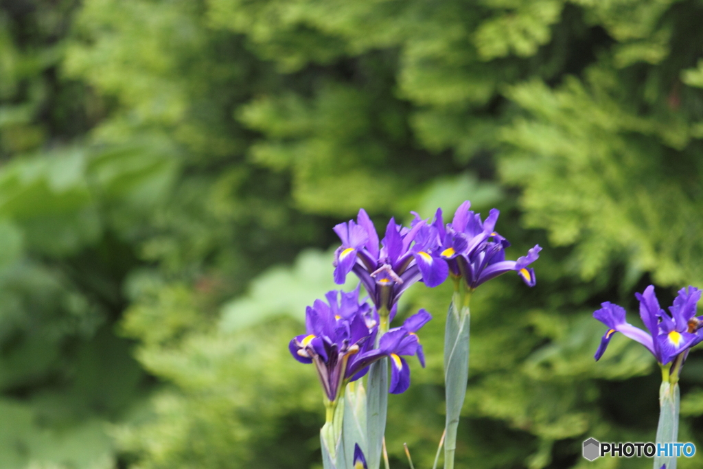 菖蒲