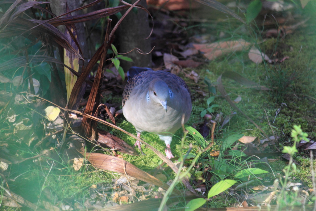 珍しく鳩が～　２