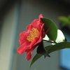 山茶花..さざんか咲いた道　♪