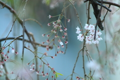 枝垂れ桜終焉の時