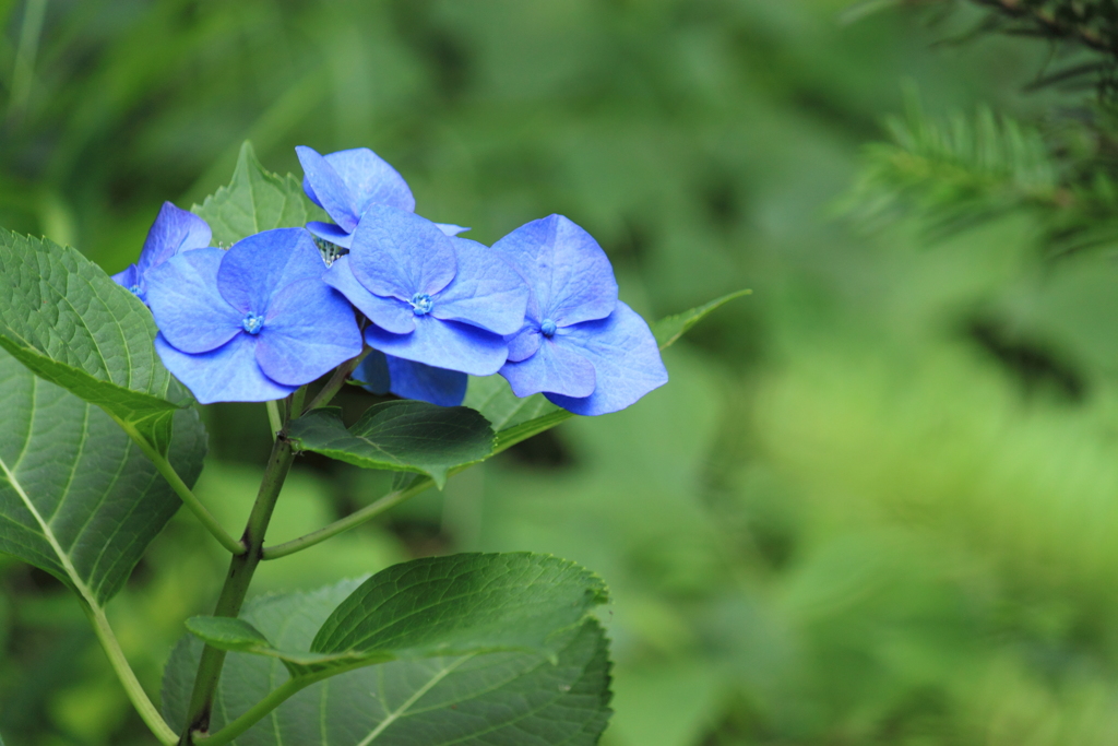 花びらも澄み切って素敵な！山間地の紫陽花