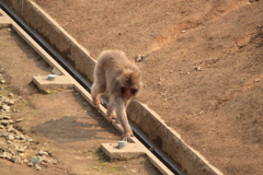 猿山巡回中？