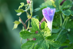 もう少しで開くからね・・とアサガオの花