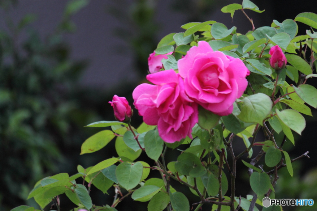 バラの花　♪