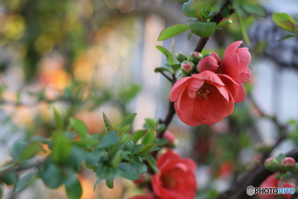 木瓜も陽気に誘われていくつも開花