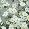 シュウメイギク全員そろって見てる＾＾