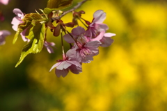 河津桜楽しませてくれて有難う　＾＾