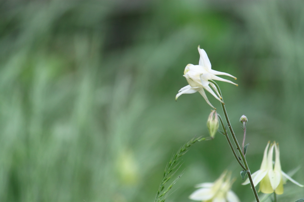 静かに佇む苧環の花