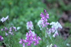 花壇の華