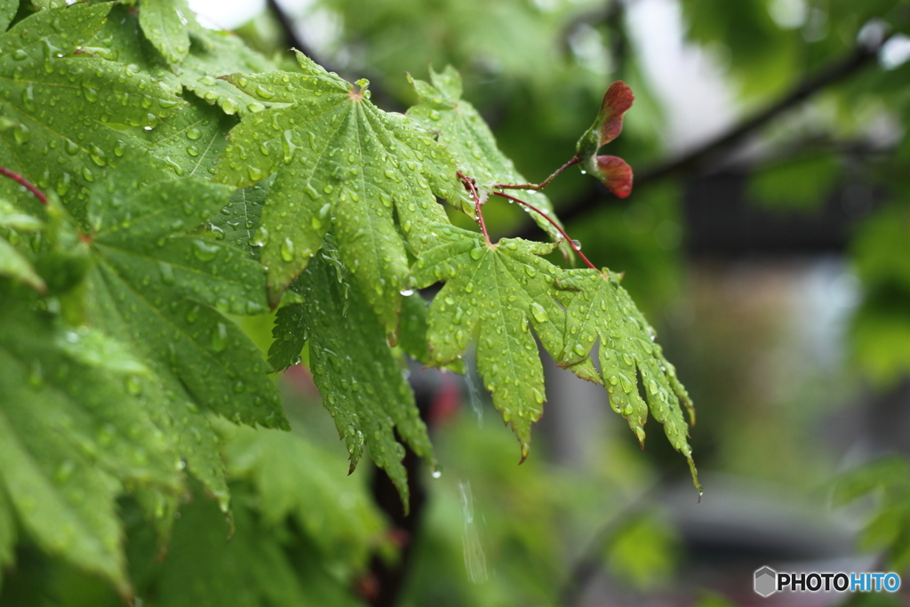 雨雫が綺麗・・ハウチワカエデ