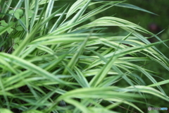 風知草