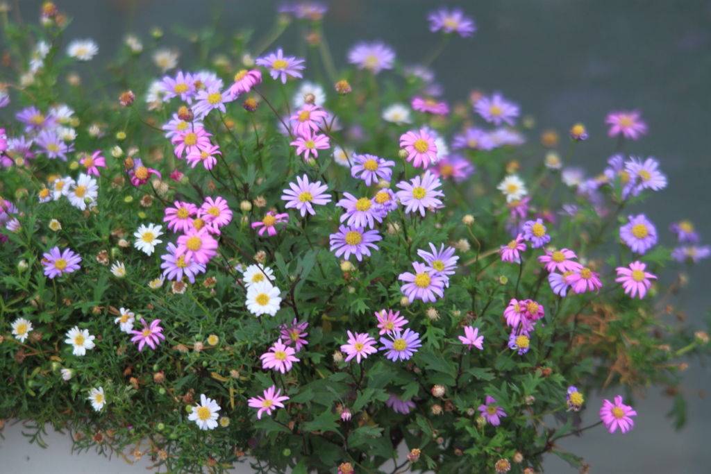 とある・・お店のおもてなし花