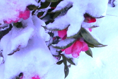 雪に耐える山茶花