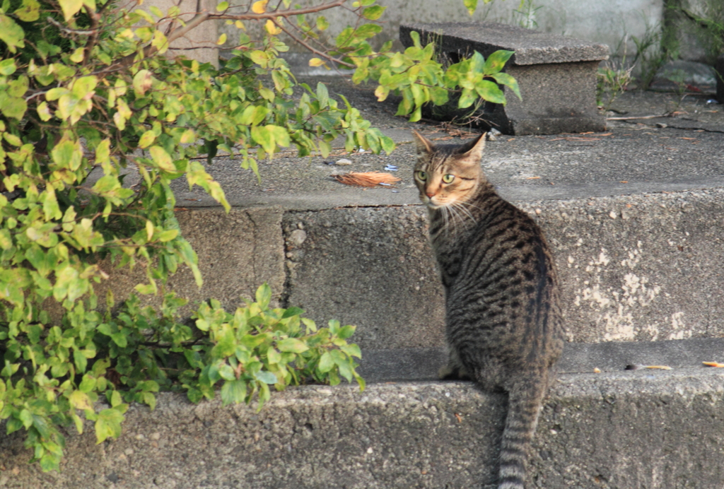 派手模様の見返り猫ちゃん