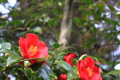 ひときわ目立つ椿の花