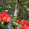 ひときわ目立つ椿の花