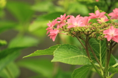 散歩道の紫陽花１