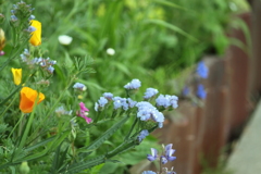 散策道の花壇