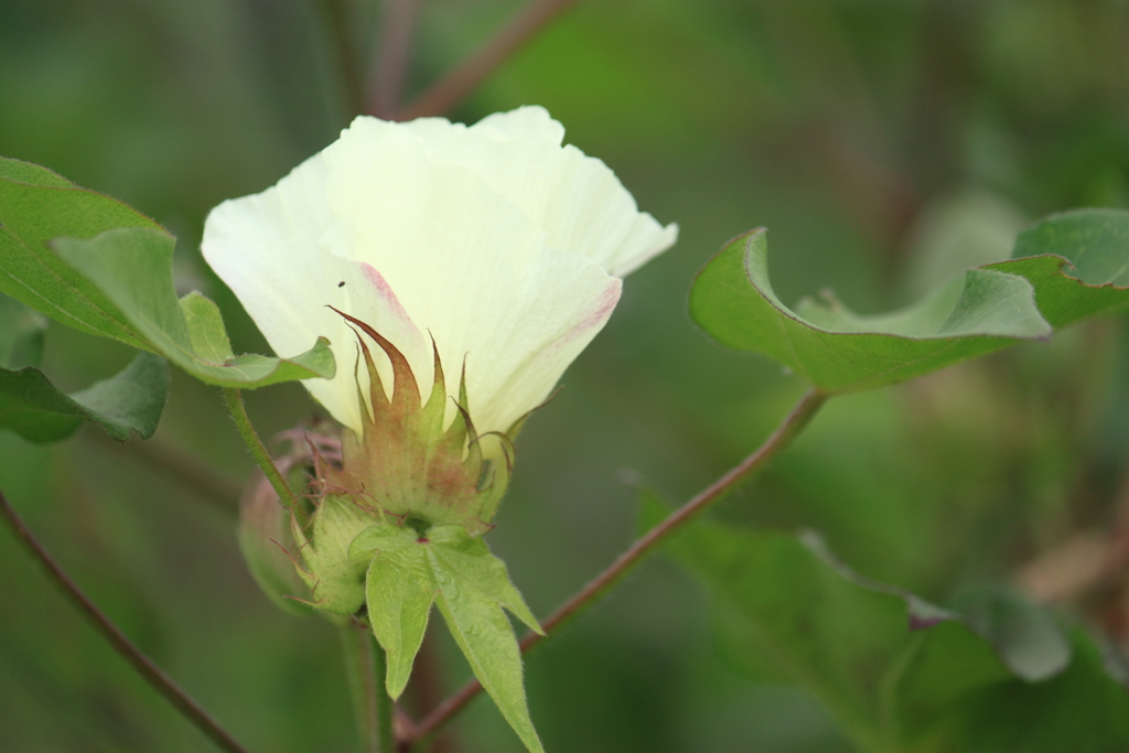 ワタの花