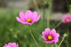 花言葉・・乙女の愛情とも愛らしいコスモス