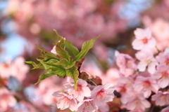 散歩道の桜　４
